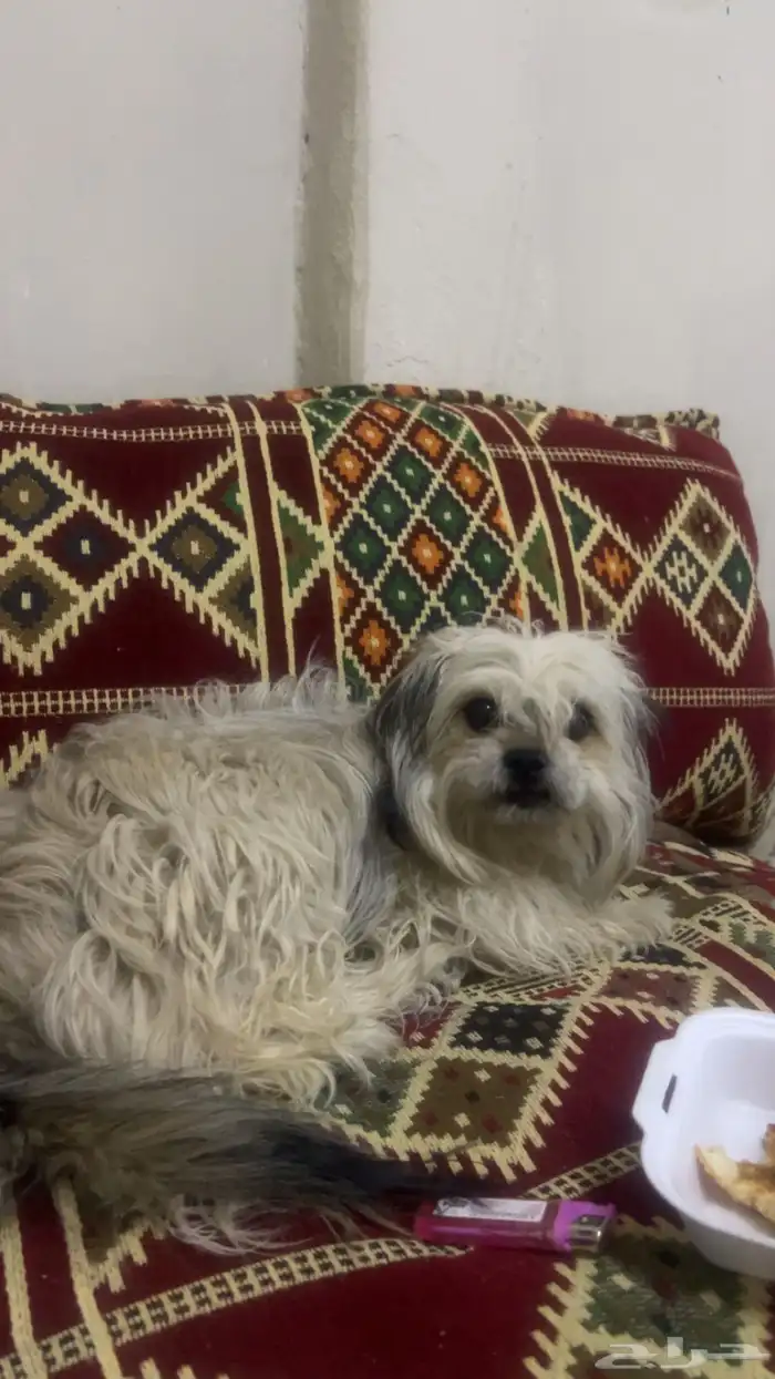 للبيع شواو قزم ولعوب 1