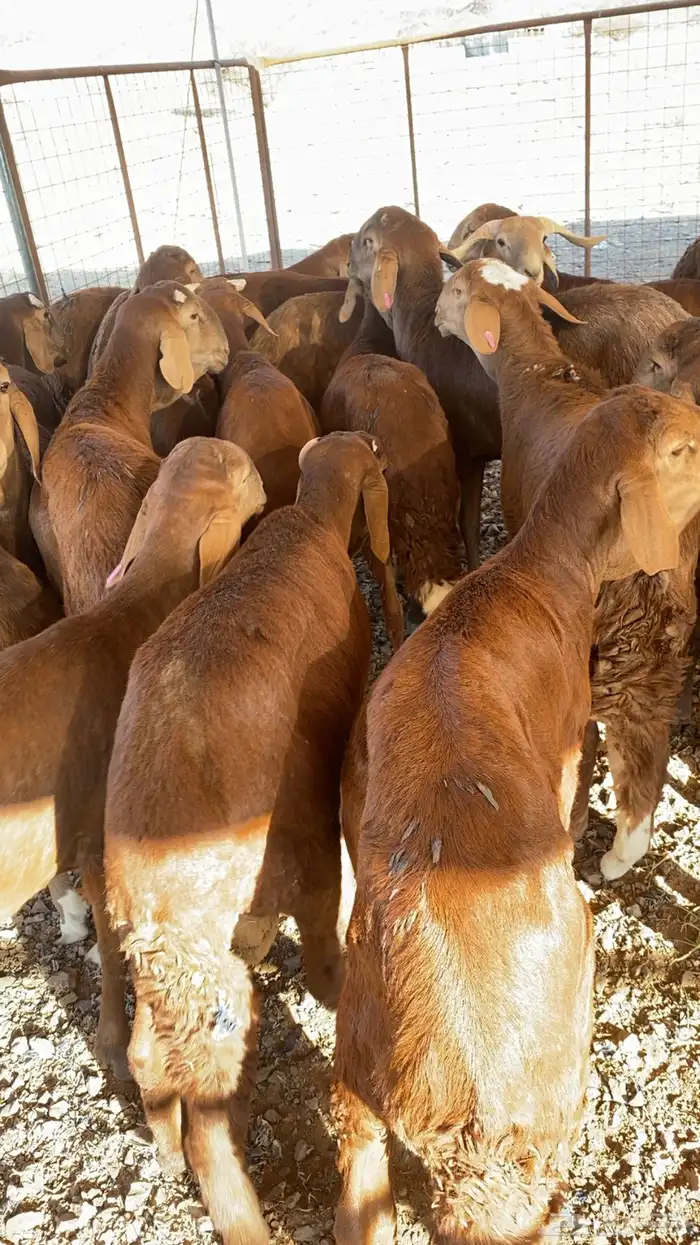 سواكن تربية 4 شهور 5