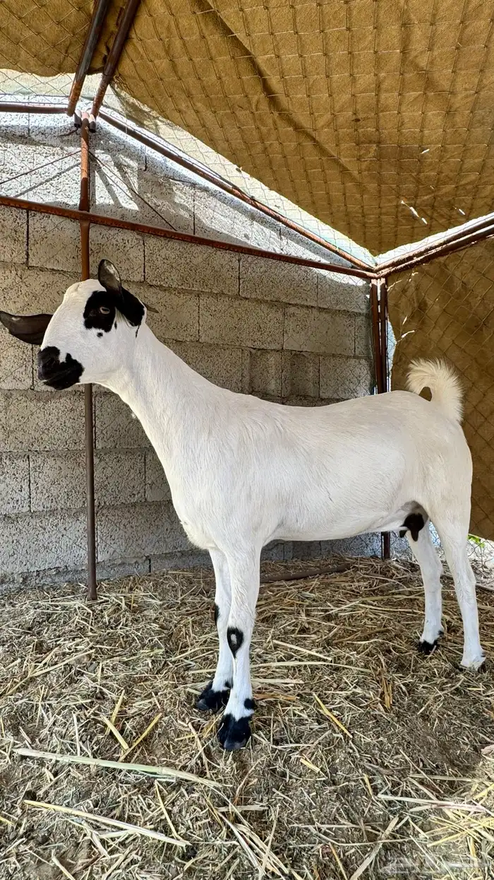 اعرض لكم ماعز بيشي العمر 7 شهور خاليه من جميع العيوب 0