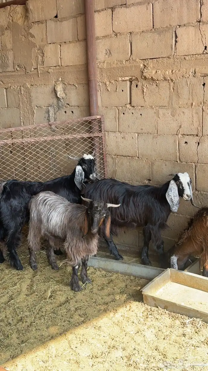 تيوس وجفار 3