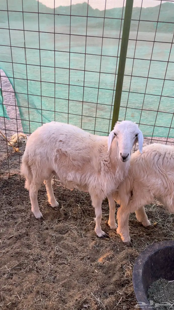 طليان حريه ورخل 1