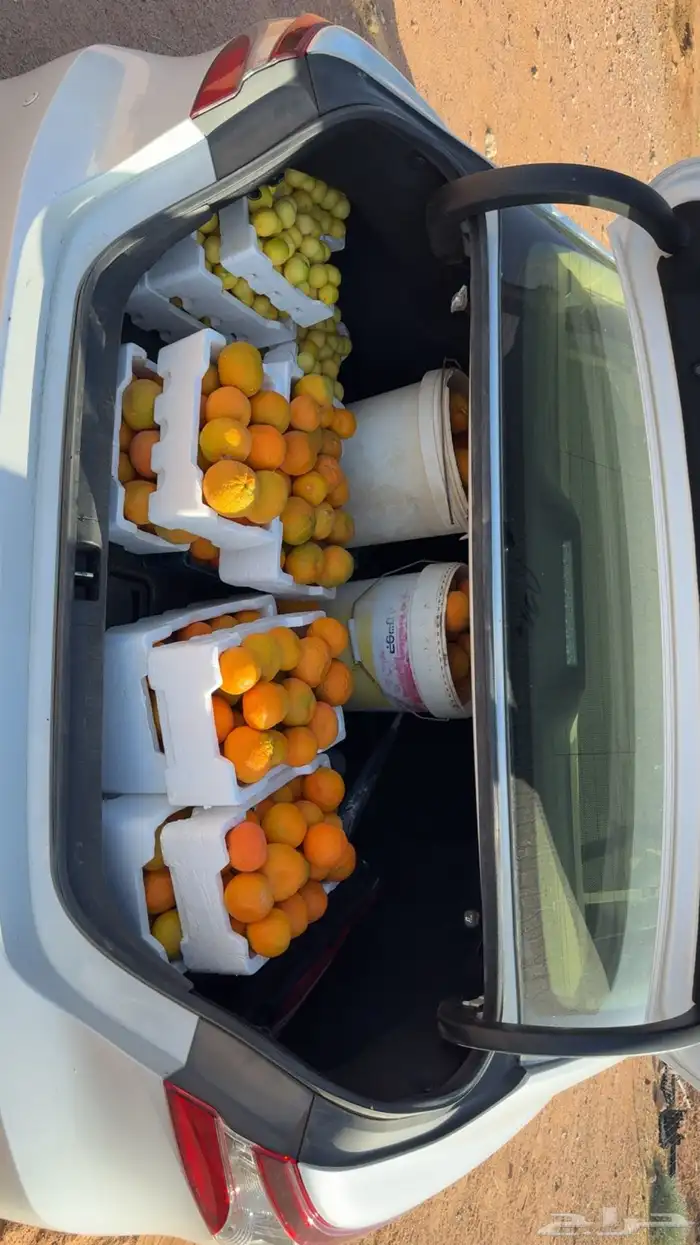 ليمون ويوسفندي من مزرعتنا الخاصة 0