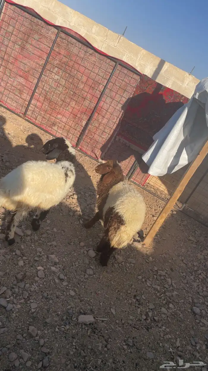 رخال نعيم ونجديات للبيع على السوم 9