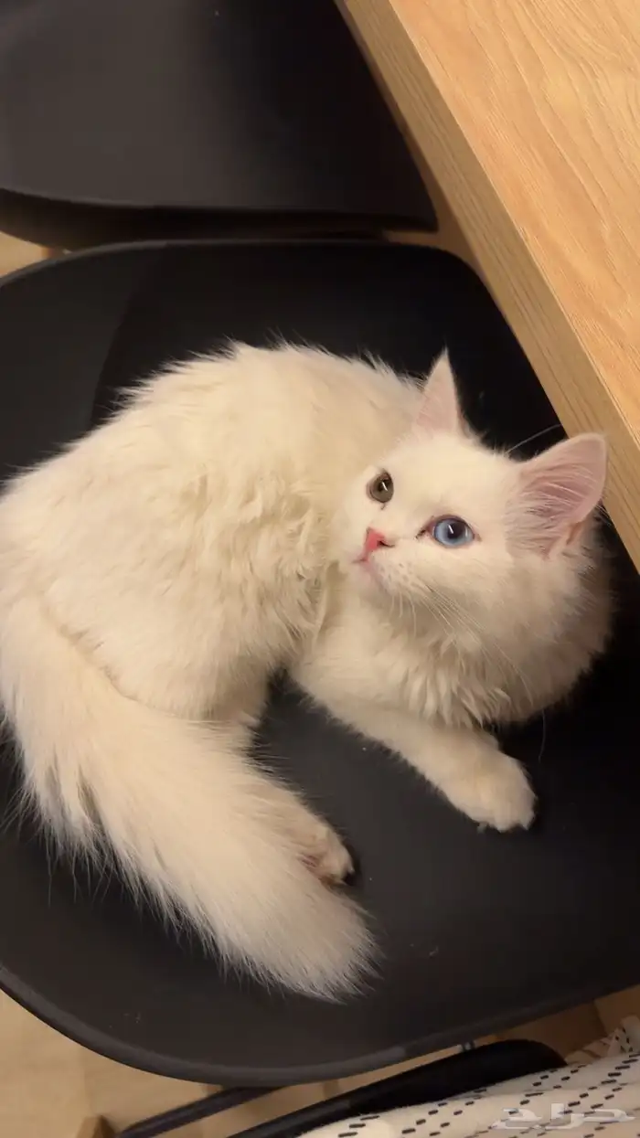 قط ابيض للبيع 0