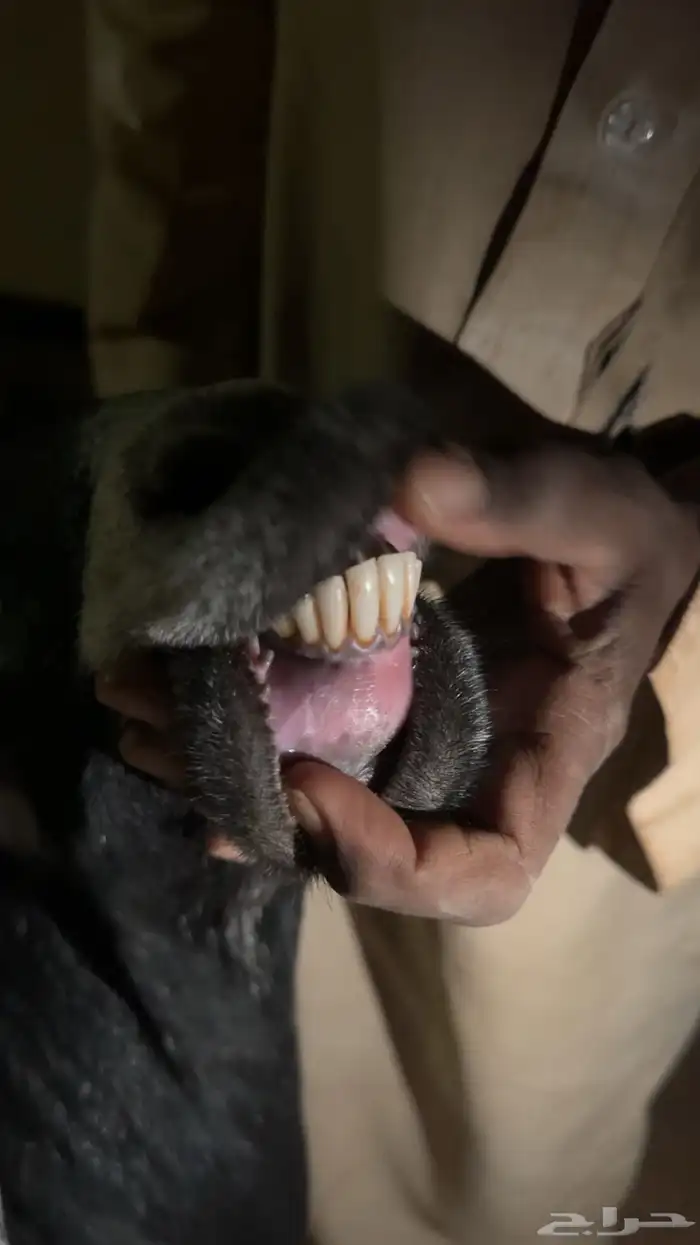 عنز حايل غرض الثلاجه بريه ظهرها فوق الوسط وهي جبره وسمين 2