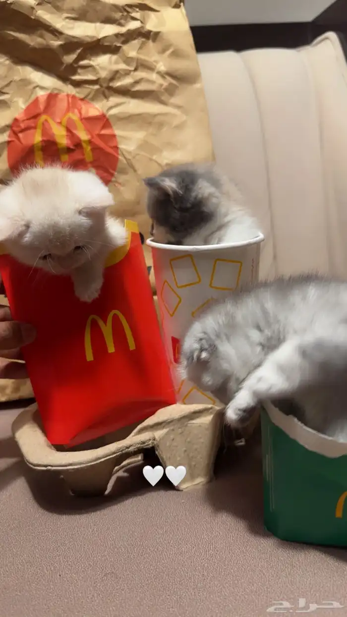 سكوتش فولد و سكوتش ستريت للبيع 3