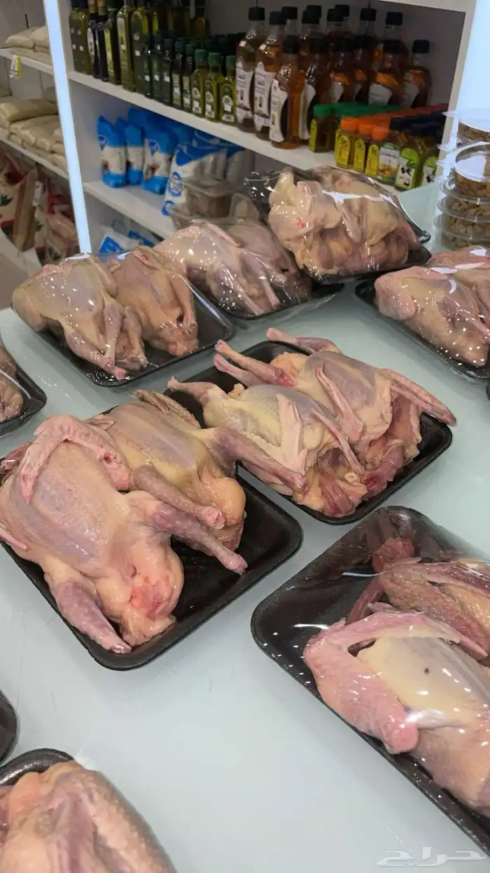 فراخة حمام زاجل وفرنسي شحم ولحم 0