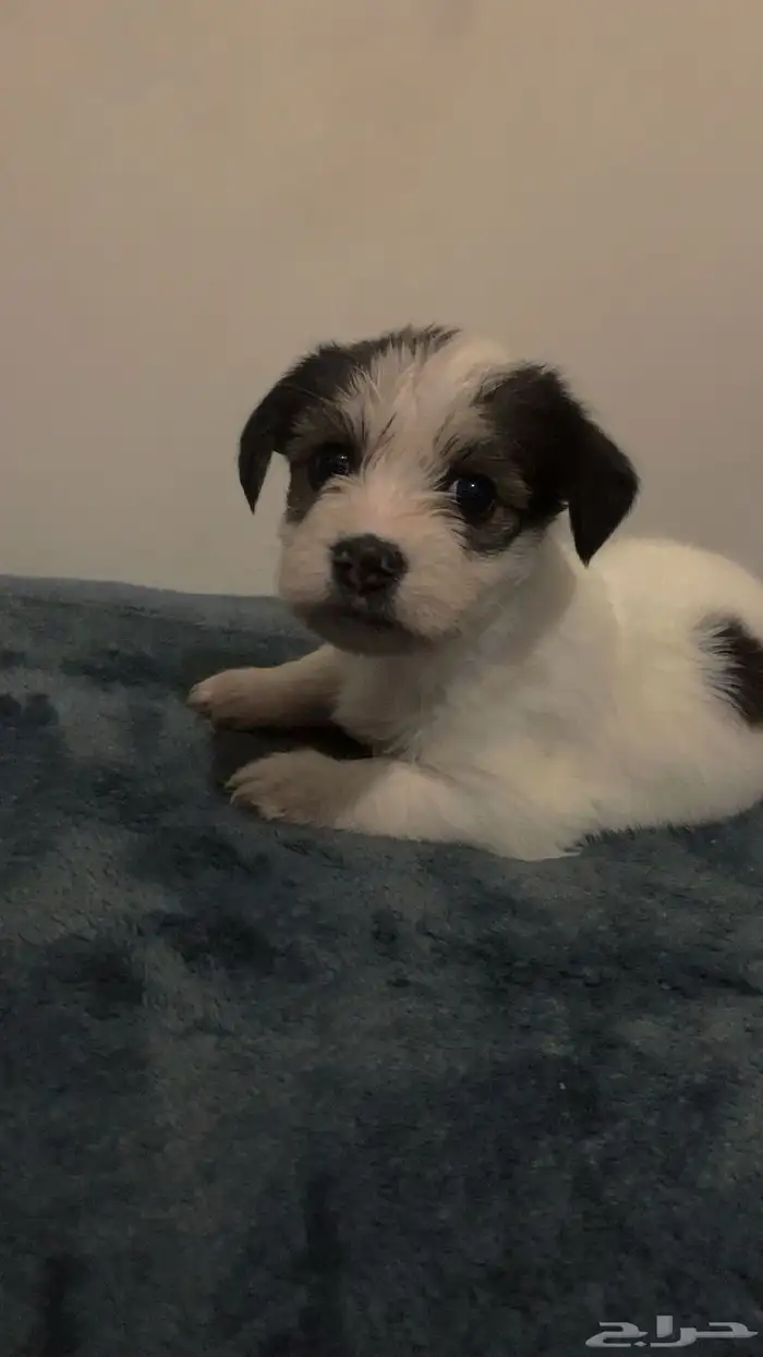 جرو مالتيز مكس41 يوم 3