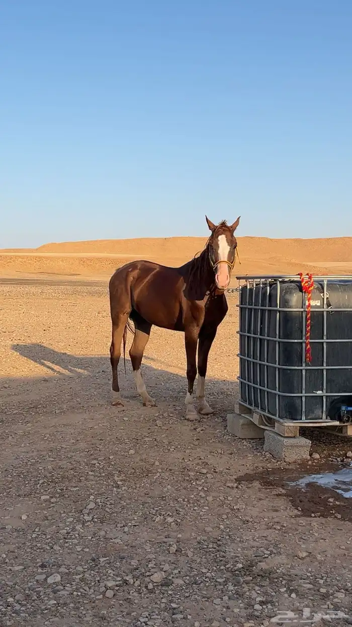 حصان عربي صقلاوي حمداني 1