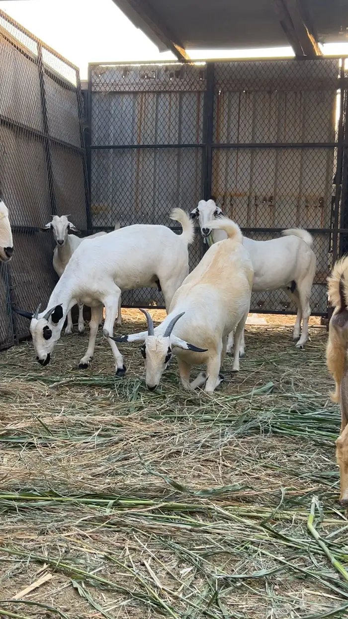 للبيع معزا بيشيات صنف 4