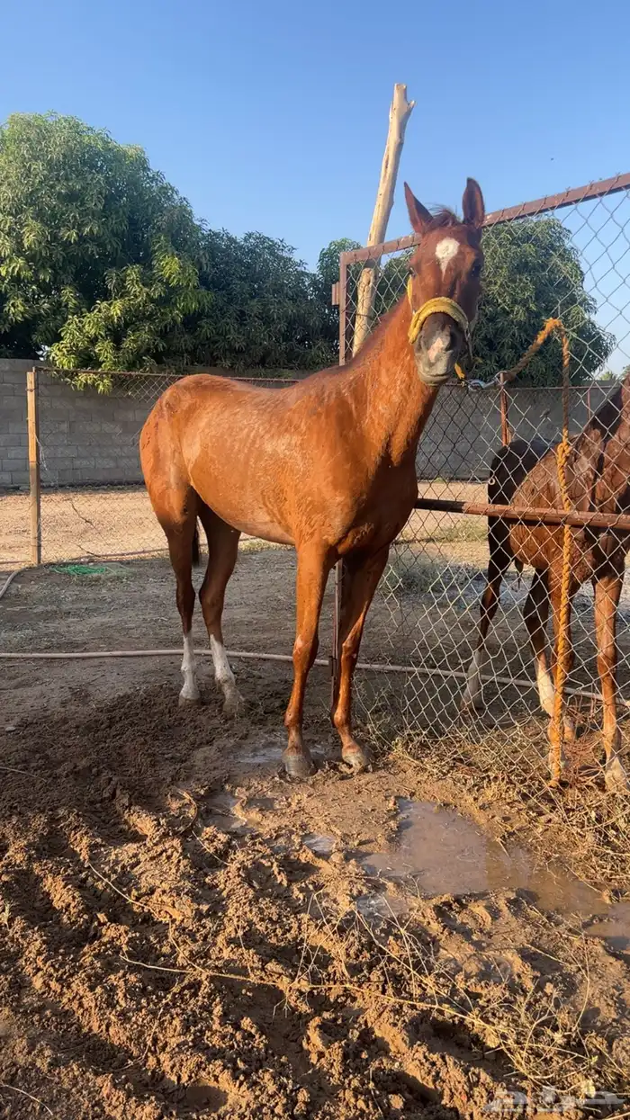 فرس شعبية كفو 1