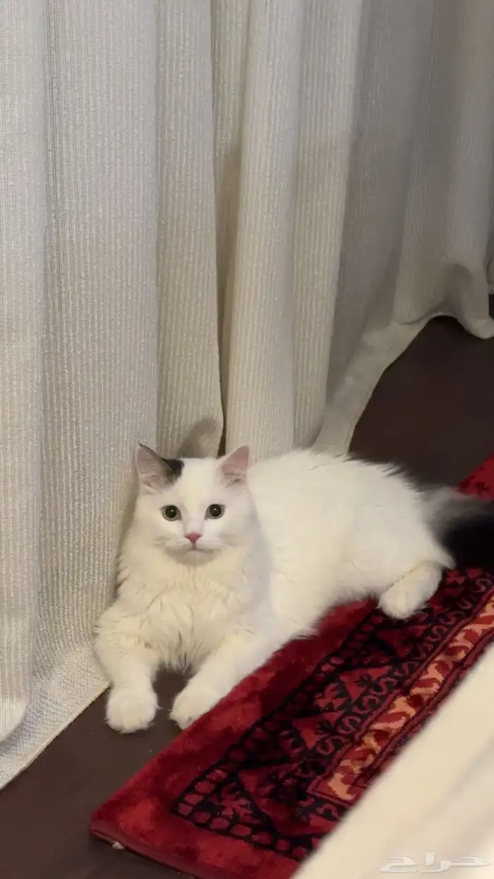 قطه ذكر عمره 9 شهور 0