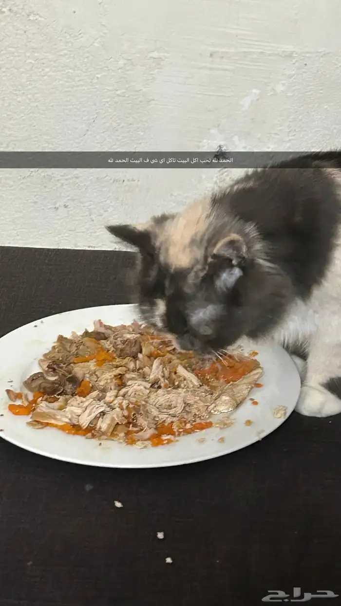 قطه واولادها لتبني 9