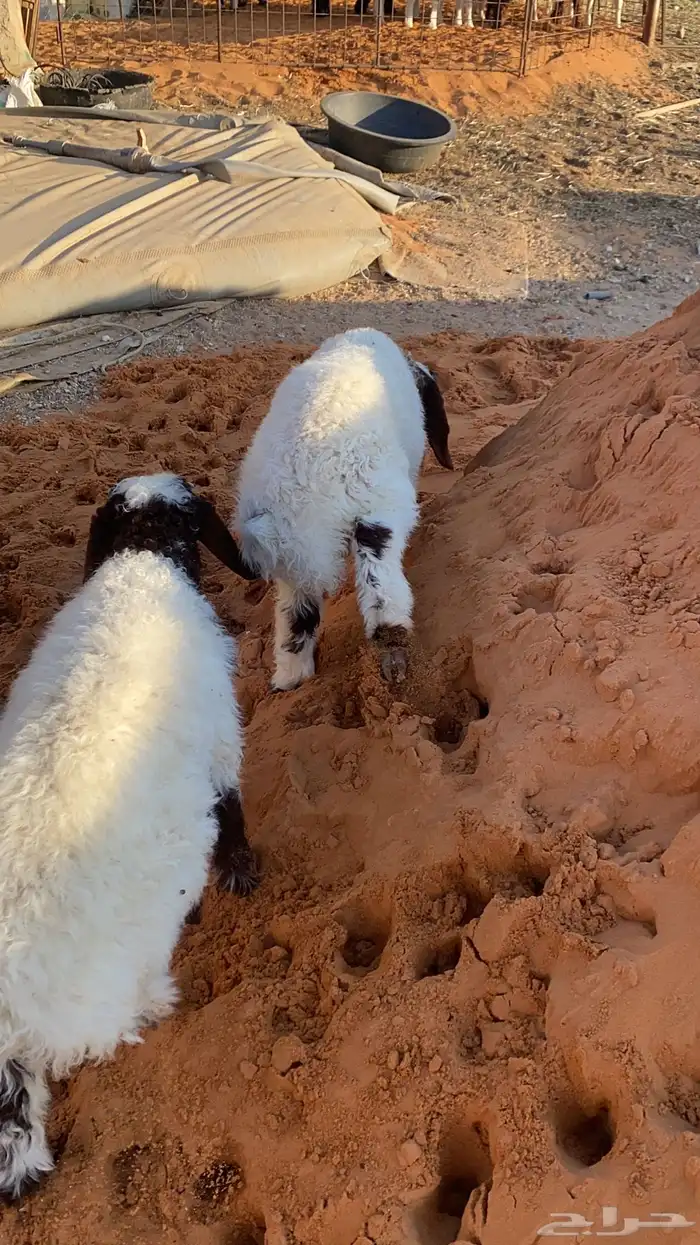 خروفين نعيم 2