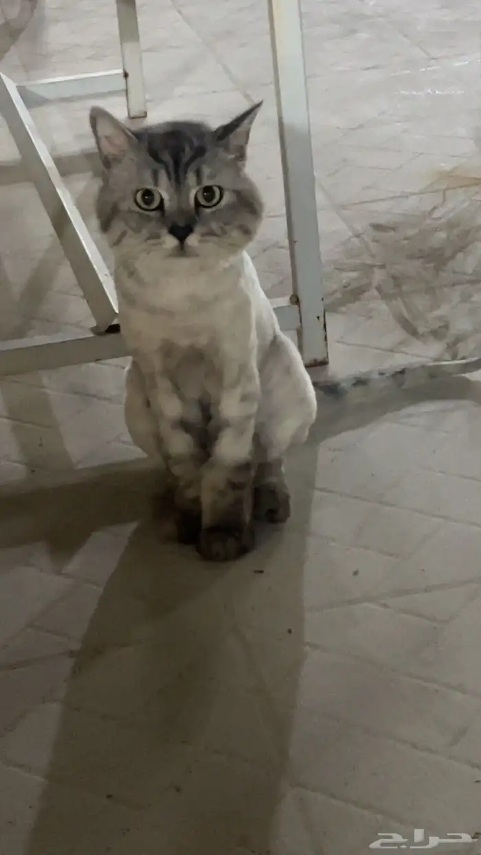 شيرازي ذكر للتبني بدون كرت تطعيم 0