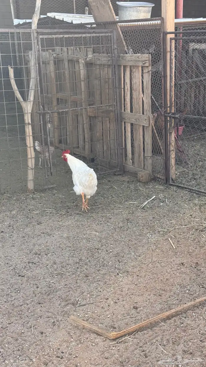 ديكه لوهمان وبلدي 1