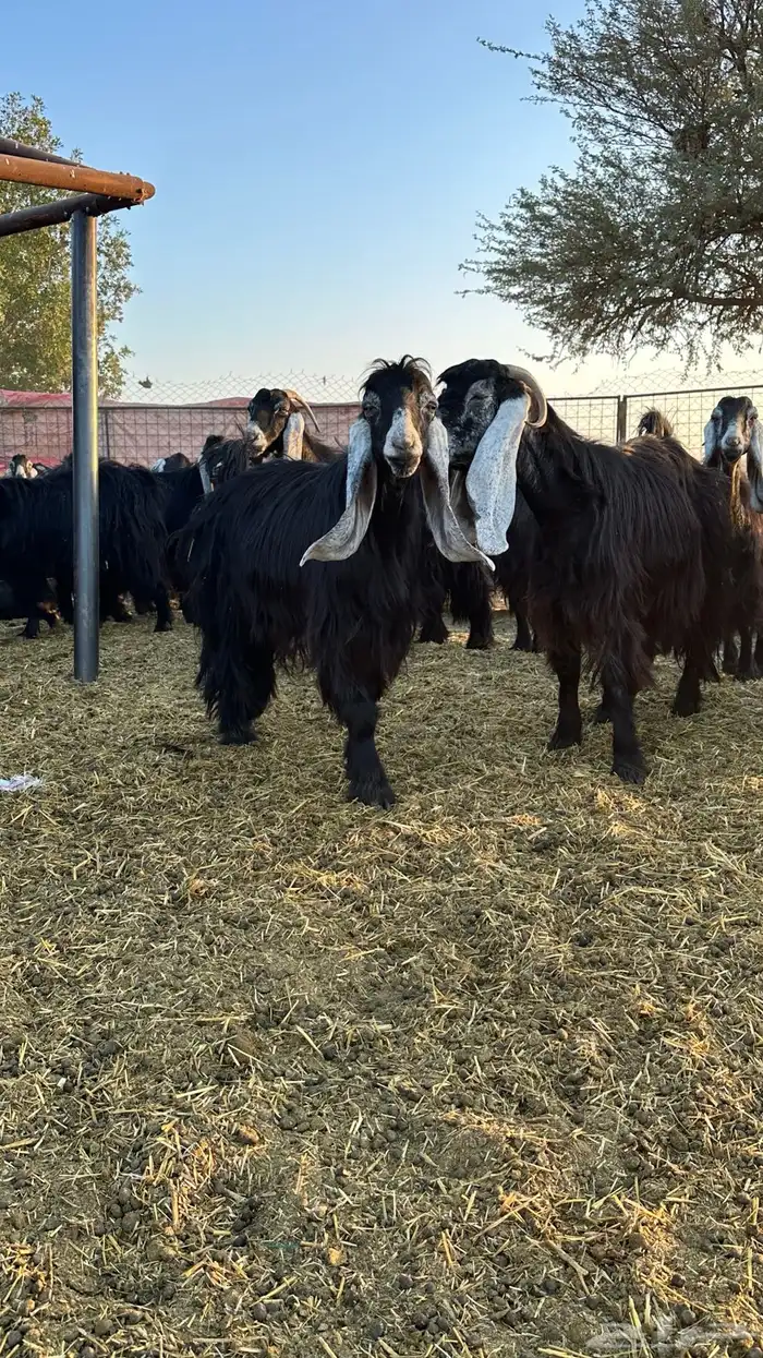 للبيع معزاء عوارض 4