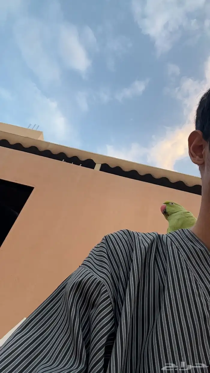 ببغاء دره متكلم 1