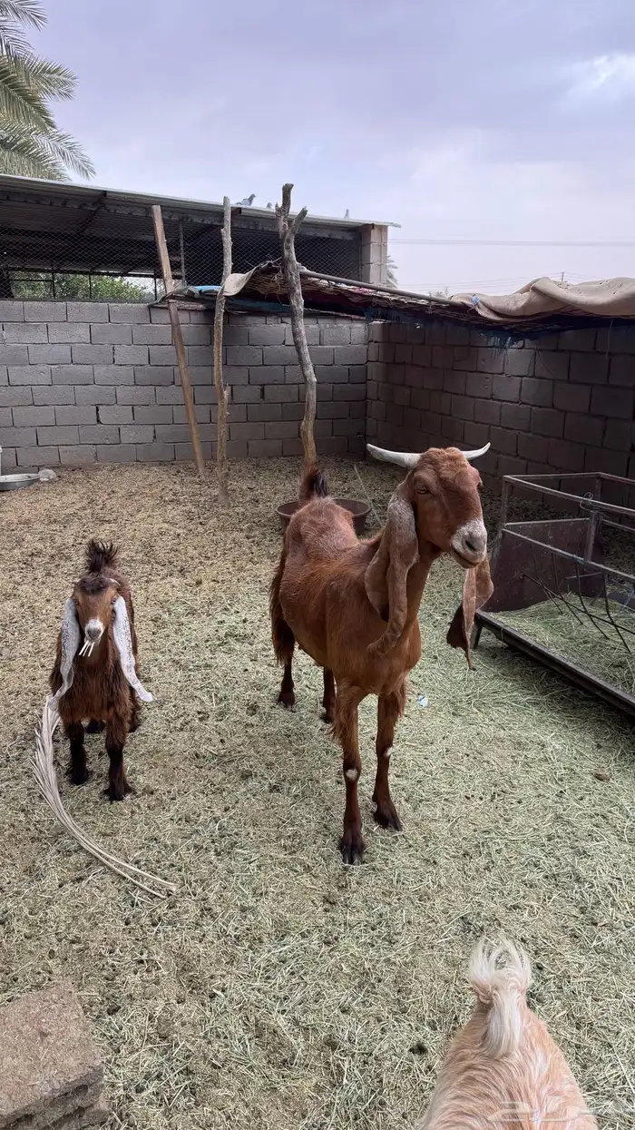 للبيع عنز مشروكه 0