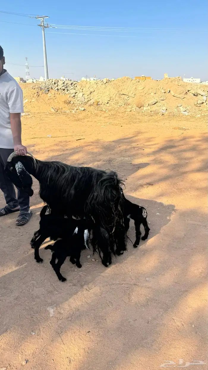 عنز والد معها ثلاث جفار روم وسلم شرط 0