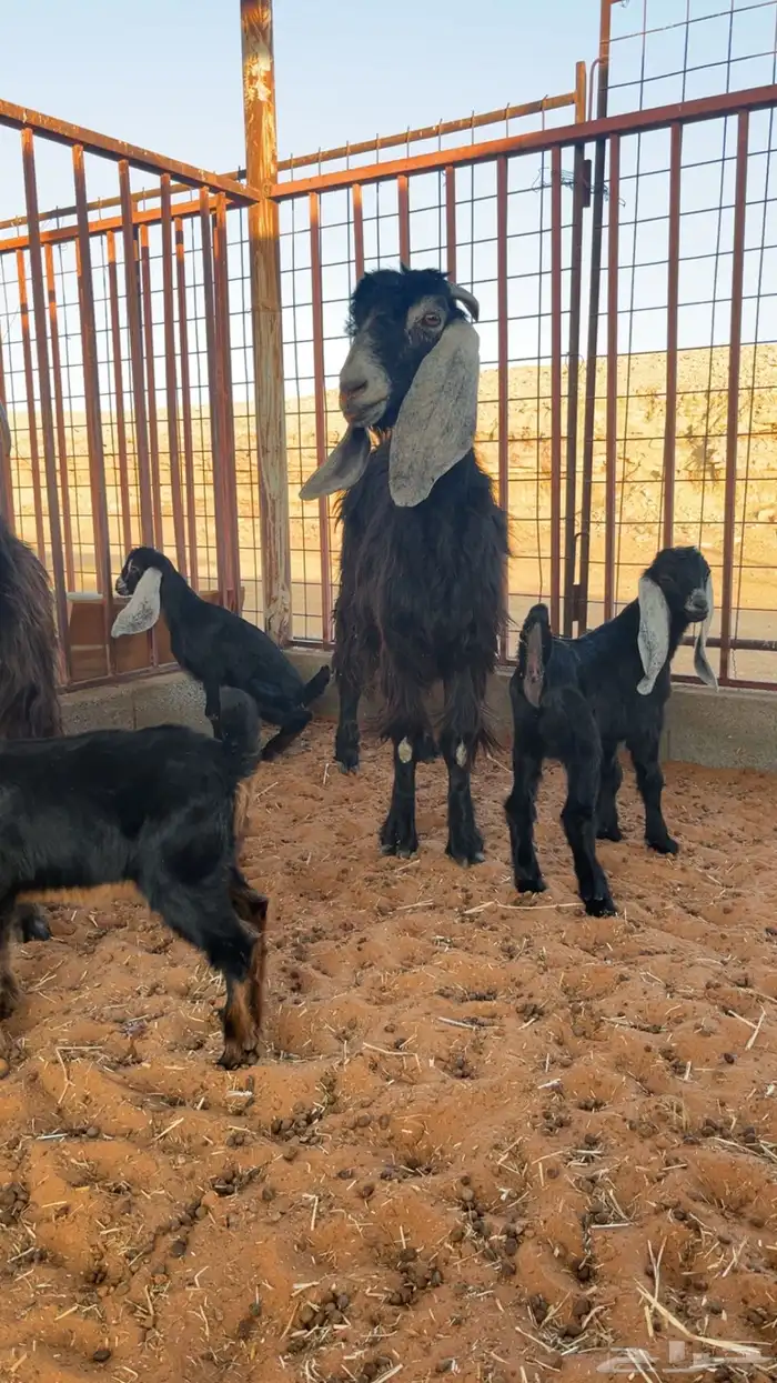 معزا خلفات عدد 2 تحتهن 4 4