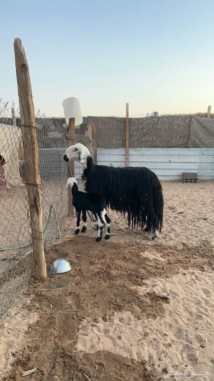 نجدية تحتها خاروف 1