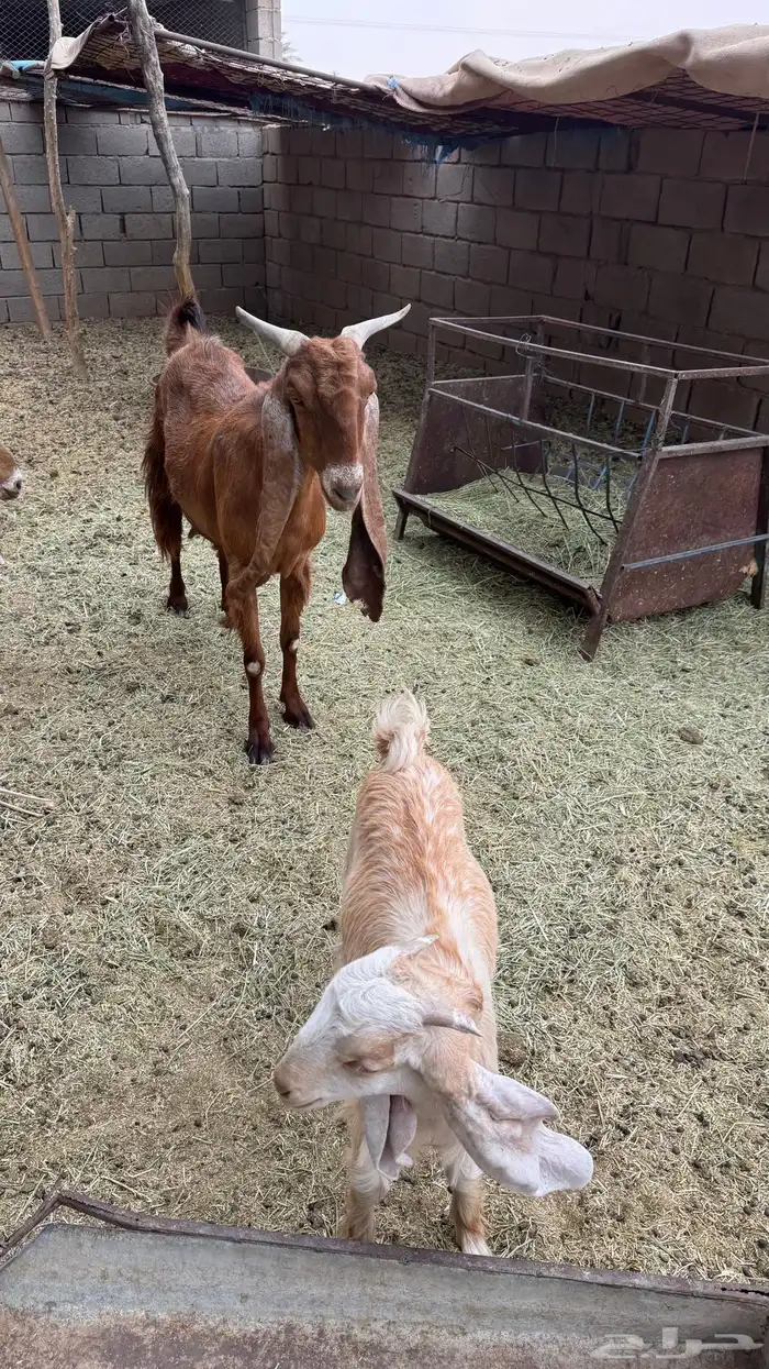 للبيع عنز مشروكه 1