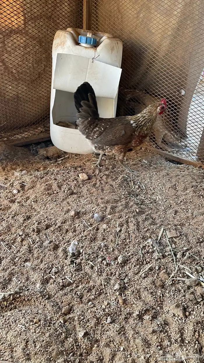 دجاج ماكنتوش دم صافي سلاله صافيه 6