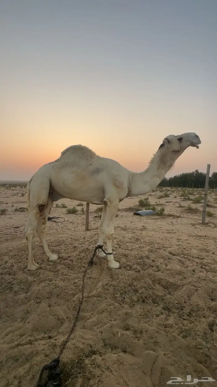 بعير اوضح كحيلاني طيب فحل 0