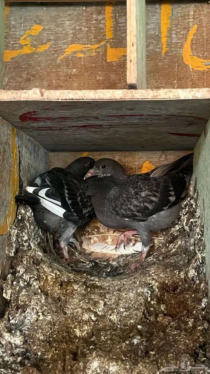 حمام زاجل 10