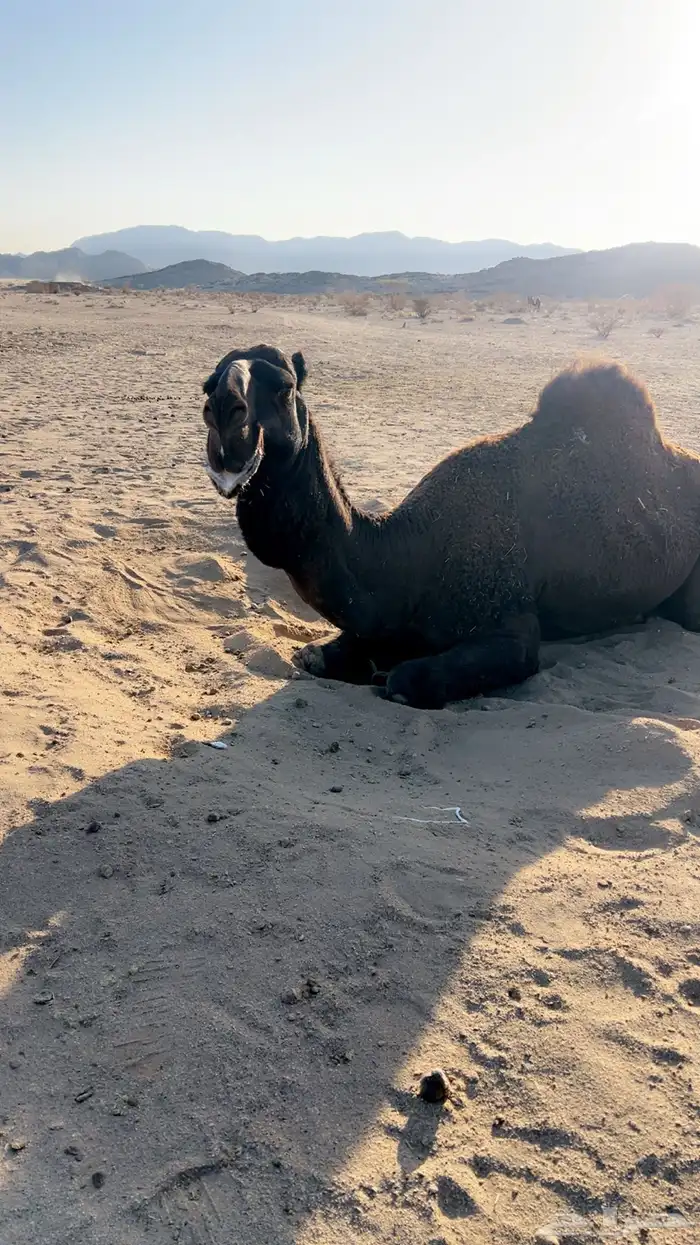 قعود جذع دبياني 1