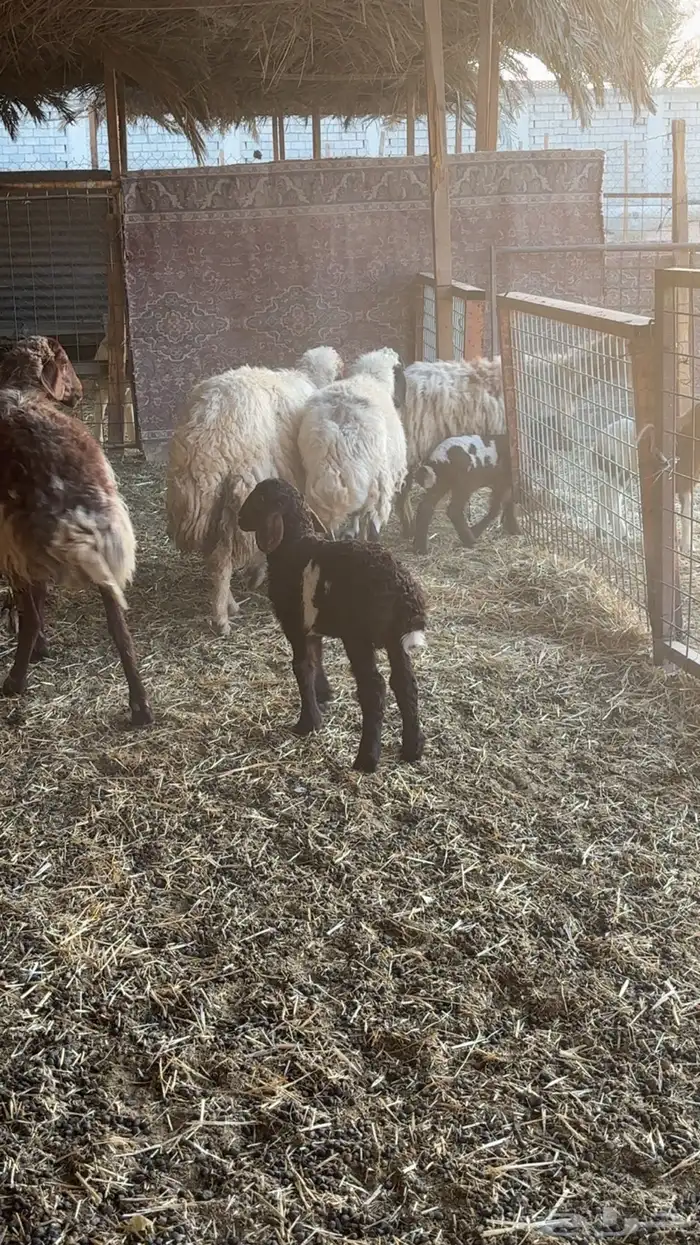 نعيم مواليد 1