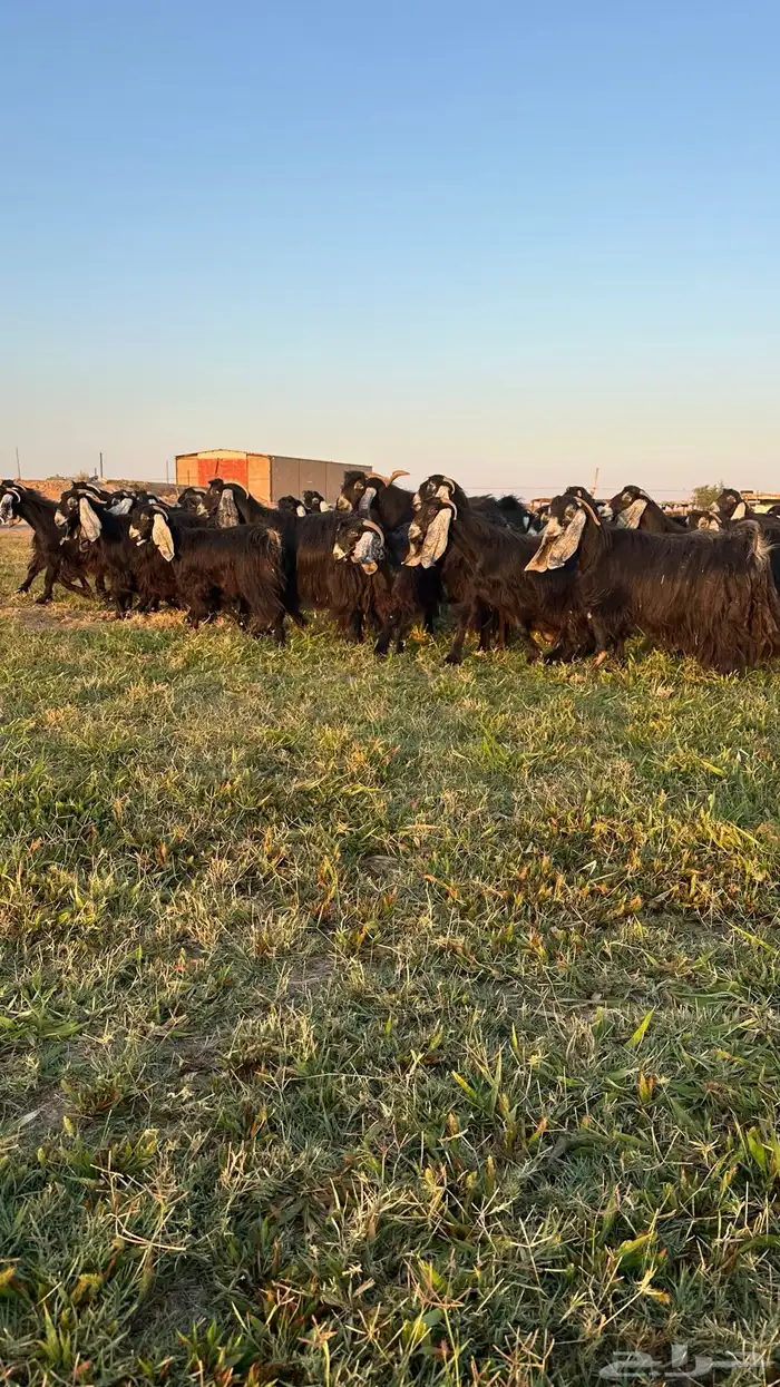 للبيع معزاء عوارض 8