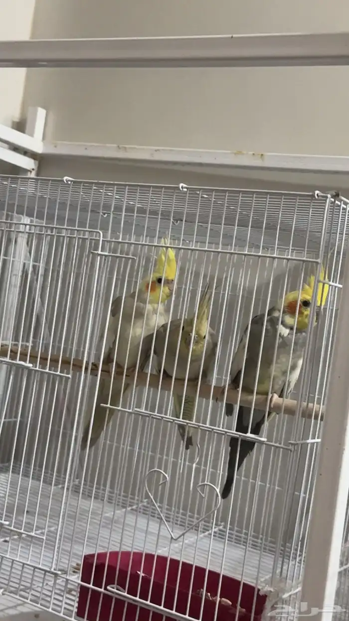 جوز كروان لاتينو سينمون مع فرخهم 1