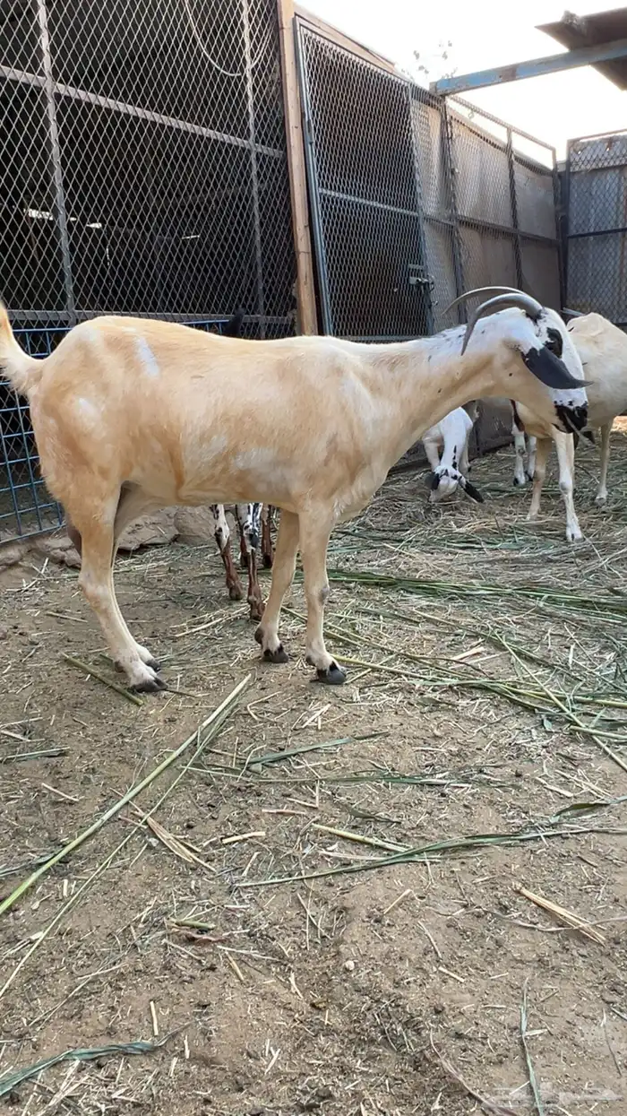 للبيع معزا بيشيات صنف 5