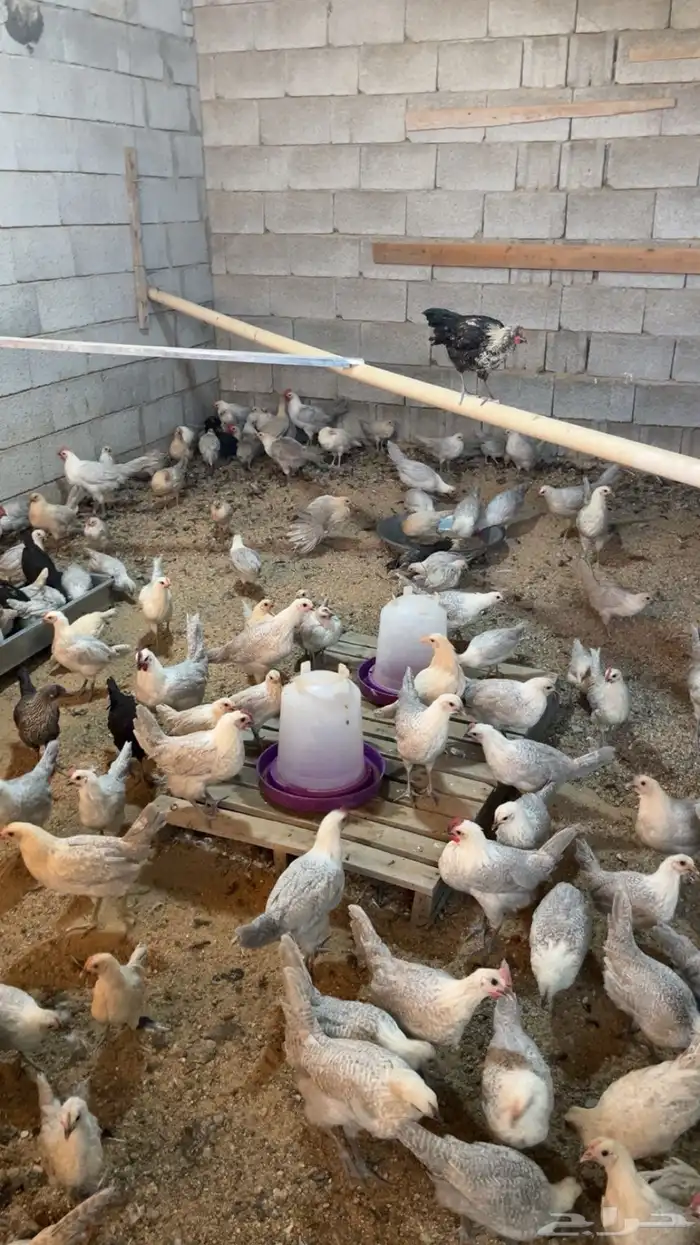 دجاج فيومي الامنيوم 0