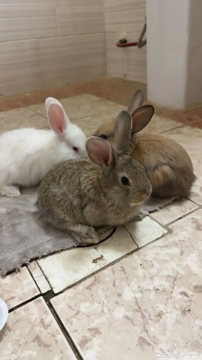 ارانب فلاندر 1