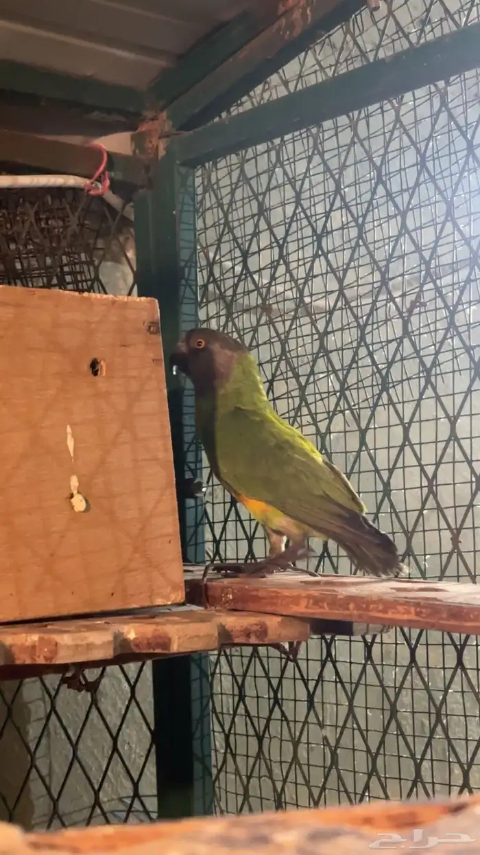 سنقالي ذكر كان اليف وهملته فتره 0