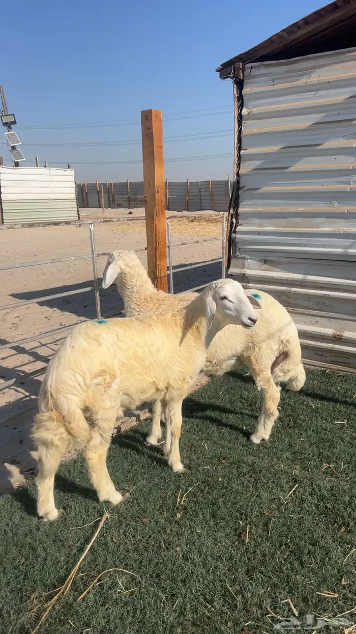 2 خرفان حريات. فوق 4 شهور فل الفل 0