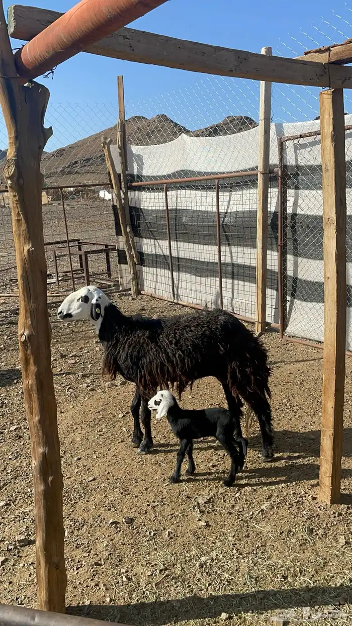 نعجه نجديه تحتها رخل(تم البيع) 3