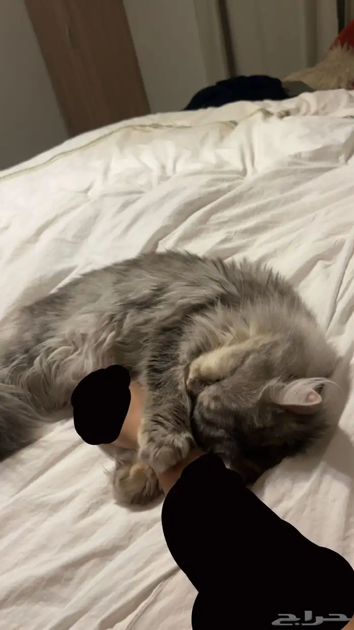 قطه للتبني لمدة 10 ايام معها اطفال 3 بمستلزماتها 2