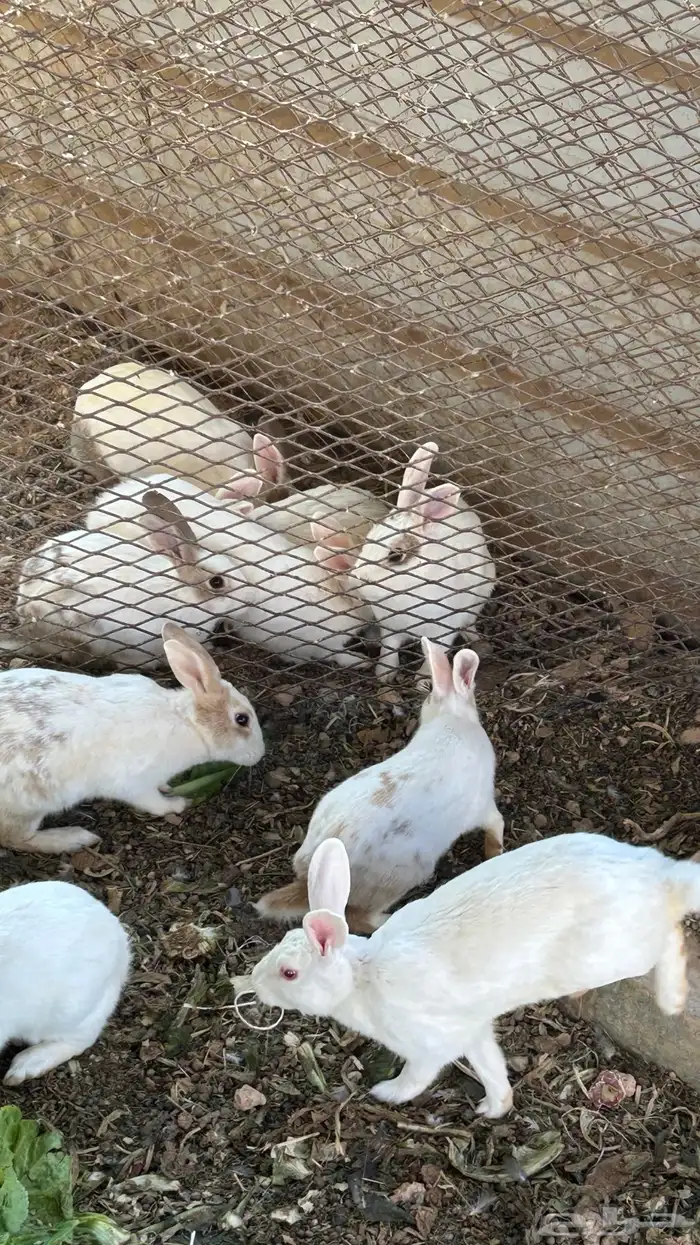 ارنب قرنسي العدد فوق 20 1