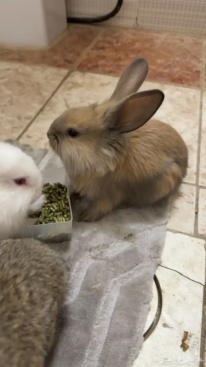 ارانب فلاندر 0