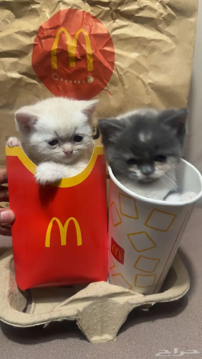 سكوتش فولد و سكوتش ستريت للبيع 2