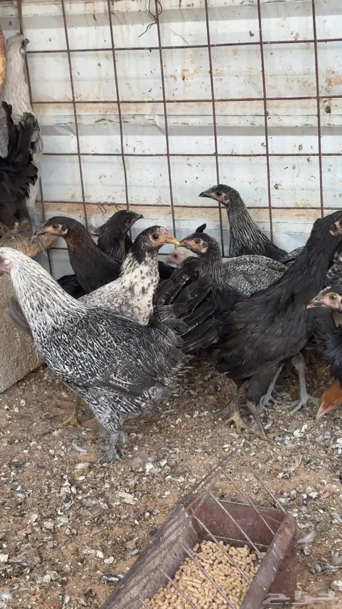 دجاج بشاير 4