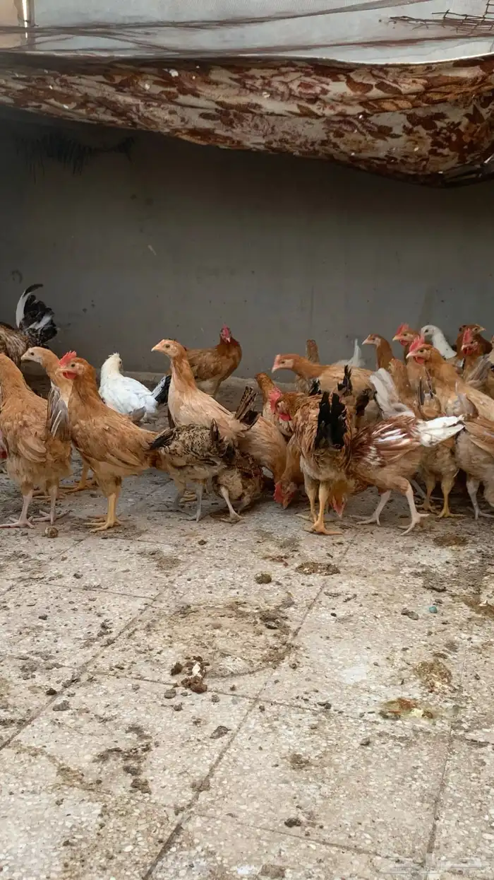 دجاج بلدي عمر من ثلاثه إلى اربعه اشهر 0