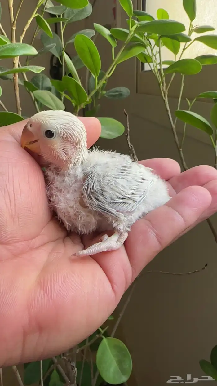 فرخ روز جاهز لتدريب 0