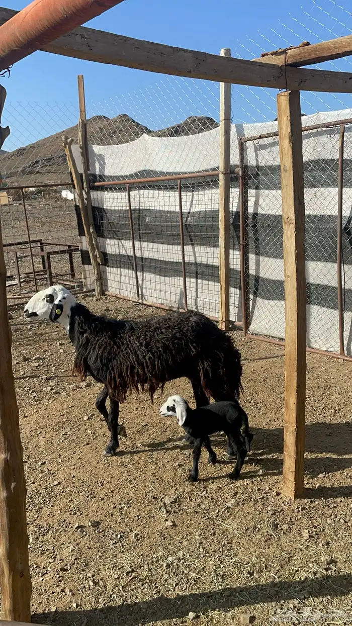 نعجه نجديه تحتها رخل(تم البيع) 1