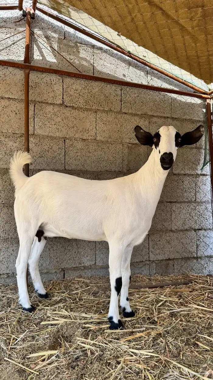 اعرض لكم ماعز بيشي العمر 7 شهور خاليه من جميع العيوب 2