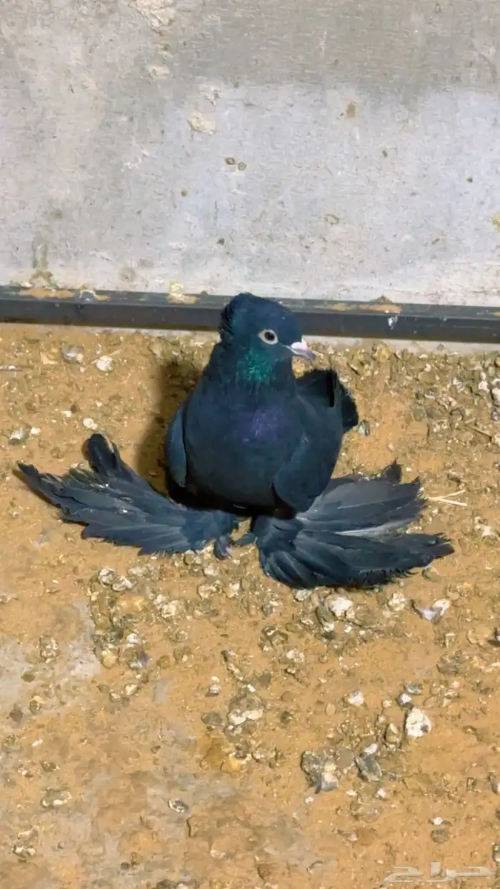 صنعاوي سروله قد الكف الدقه القديمه 0